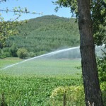 Farmers watering tobacco fields