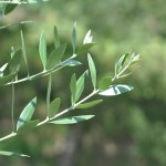 Olive leaves in garden