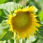 Sunflowers characterise the Umbrian countryside